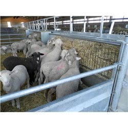 HEURAUFE FÜR SCHAFE 2