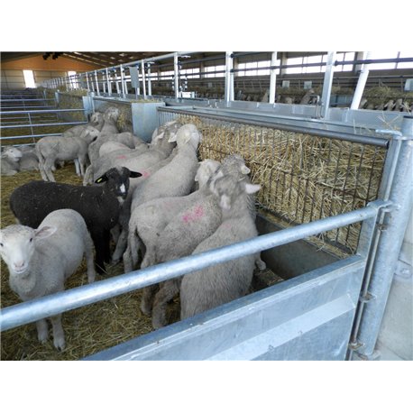 RÂTELIER À FOIN OVINS