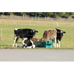 Bac rectangulaire en polyéthylène pour bovin/chevaux/ovin/caprin 2