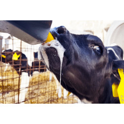 Tétines colostrum pour veaux - 10pcs 2