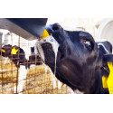 Tétines colostrum pour veaux - 10pcs