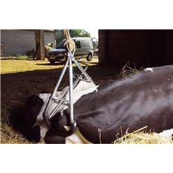 Elévateur pour gros bovins  2