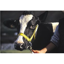 Licol de présentation en nylon jaune  2