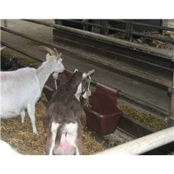 Mangeoire à crochets pour bovin/chevaux/ovin 2