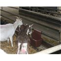Mangeoire à crochets pour bovin/chevaux/ovin